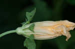 Field pumpkin